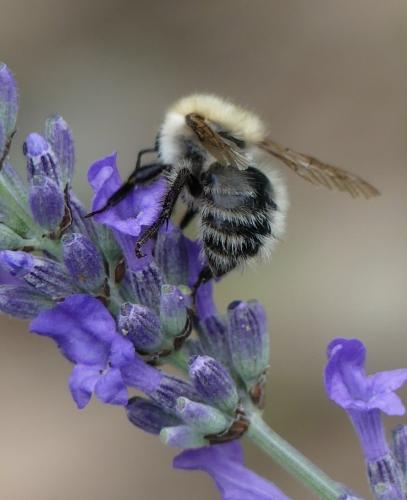Bombus pascuorum